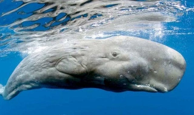 Μοναδικό θέαμα: Αρσενικός φυσητήρας 40 τόνων εμφανίστηκε στις νότιες Κυκλάδες – Eικόνες και βίντεο